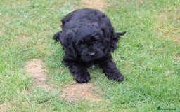 Cavapoo dogs for sale: Beautiful Cavapoo puppies for sale - Image 16