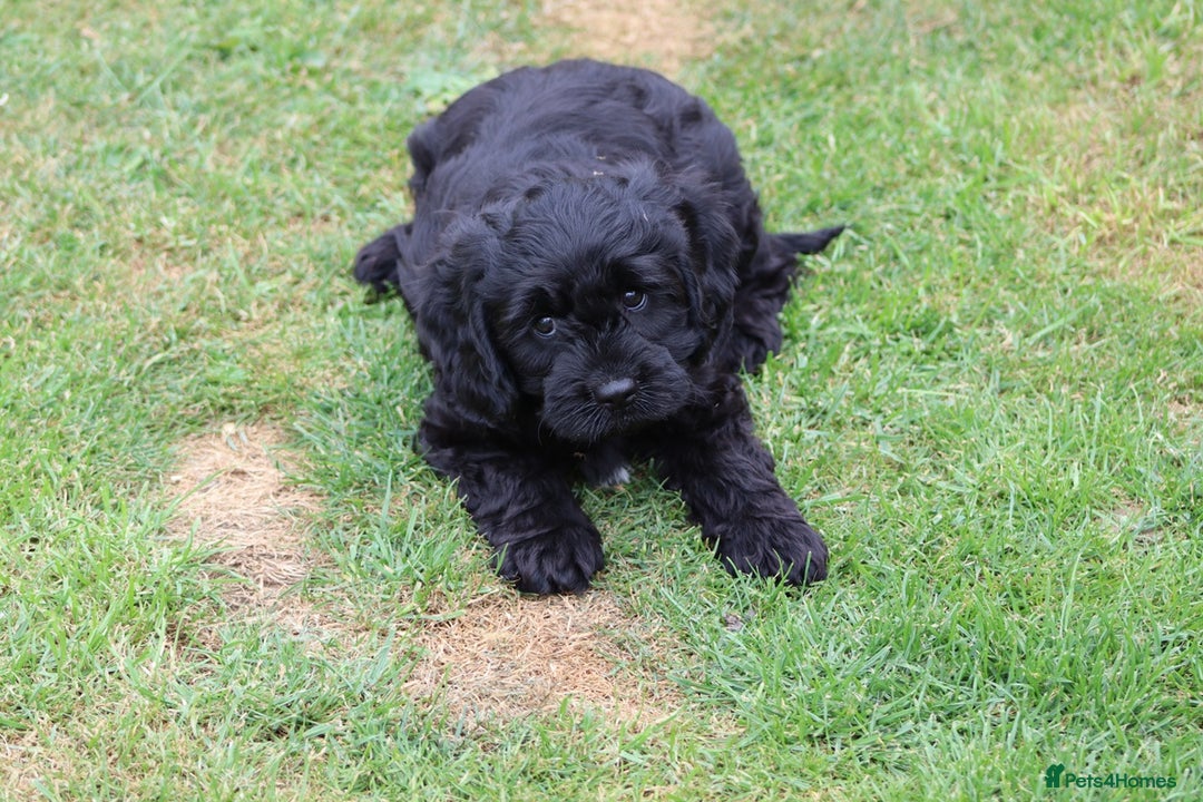 Cavapoo dogs for sale: Beautiful Cavapoo puppies for sale - Image 16