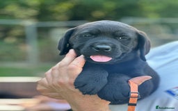 Labrador Retriever dogs for sale: Chunky show type Black Ladrador Puppies - Image 6