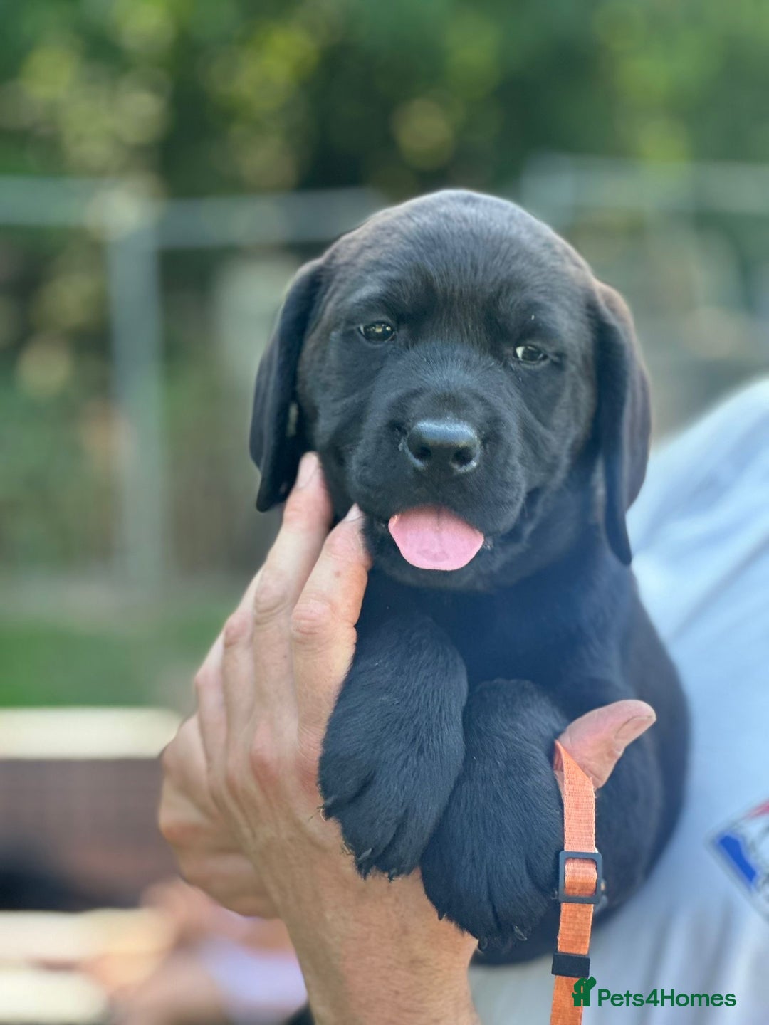 Labrador Retriever dogs for sale: Chunky show type Black Ladrador Puppies - Image 6