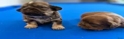 Shih Tzu dogs for sale: Beautiful miniature imperial Shih Tzu - Advert 6