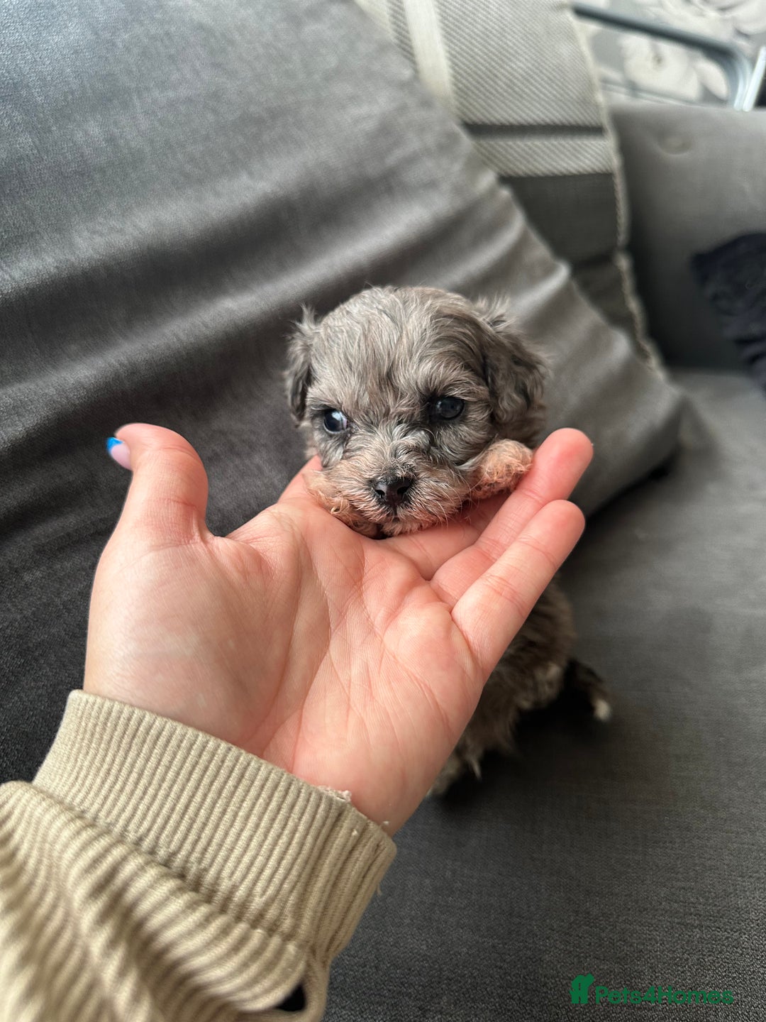 Maltipoo dogs for sale: F1 Toy Maltipoos - Advert 1