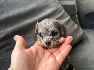 Maltipoo dogs F1 Toy Maltipoos - Advert 2