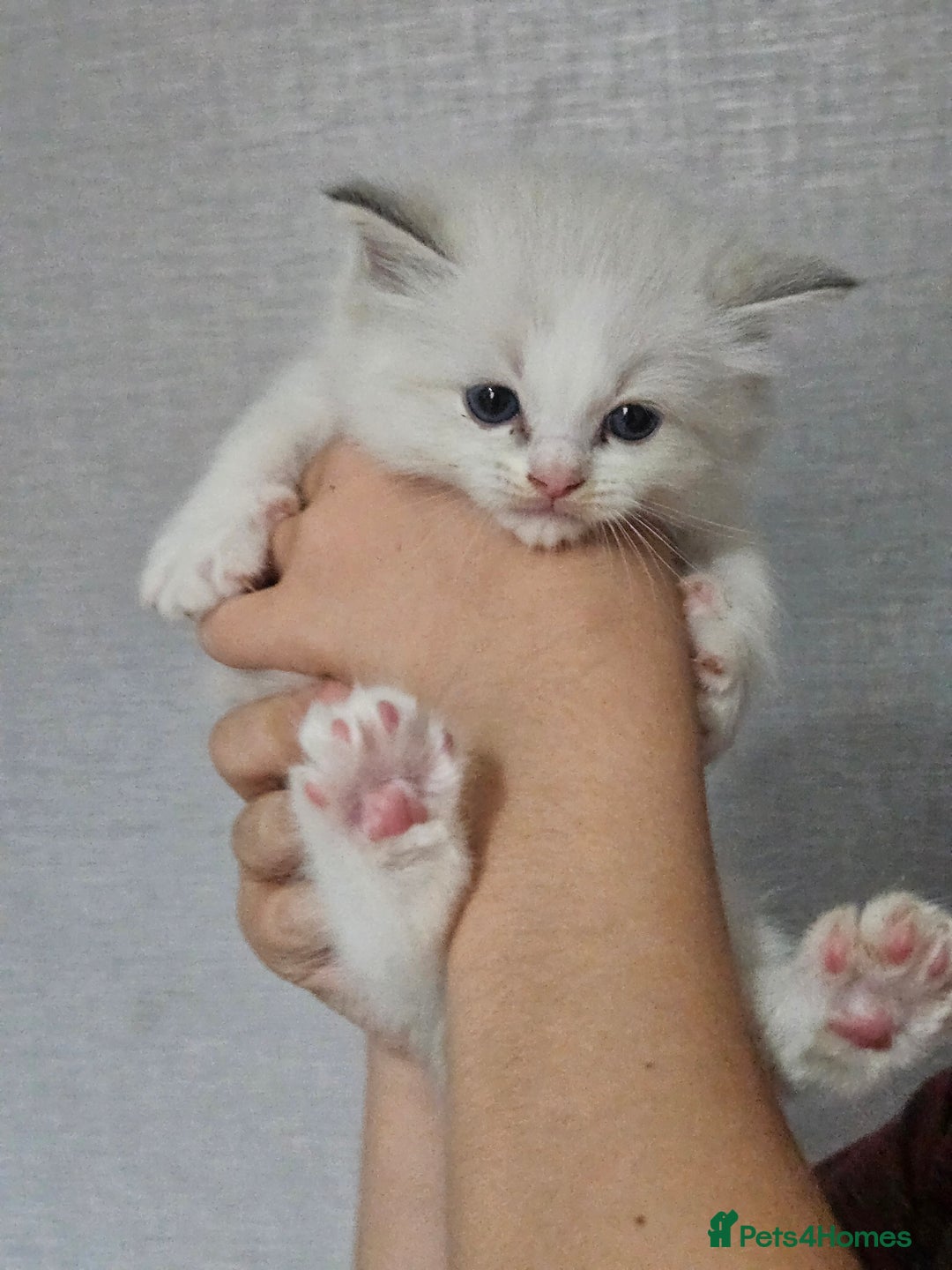 Ragdoll cats for sale: Tica registeeed tabby bicolour ragdolls - Image 31