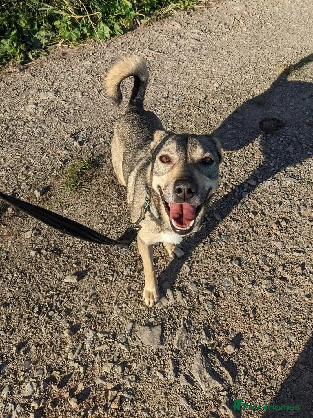 Mixed Breed dogs for adoption: Meet Archie, currently residing in Cheshire. in Nantwich - Advert 11