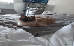 Ragdoll cats for sale: Billy - Image 2