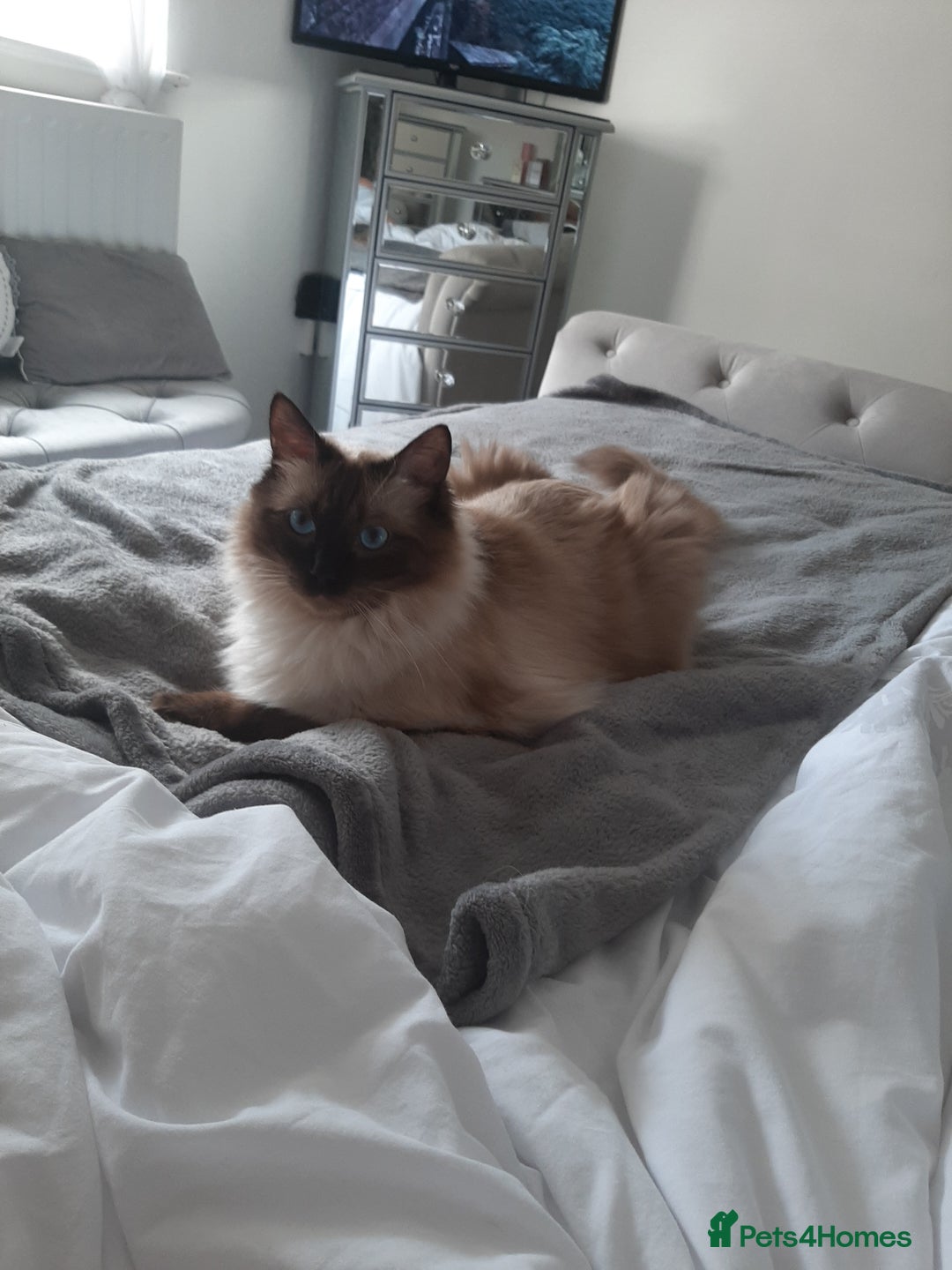 Ragdoll cats for sale: Billy - Image 2