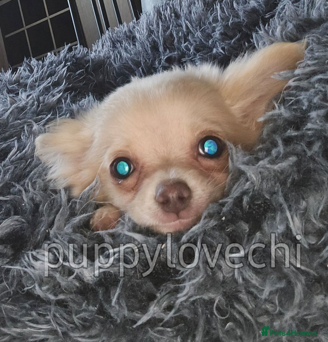 Chihuahua dogs for sale: READY NOW!! Kc Long Coat Chihuahua Boy Top Lines. - Image 8