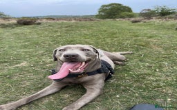 Mixed Breed dogs for sale: 2 gorgeous girls - Image 6