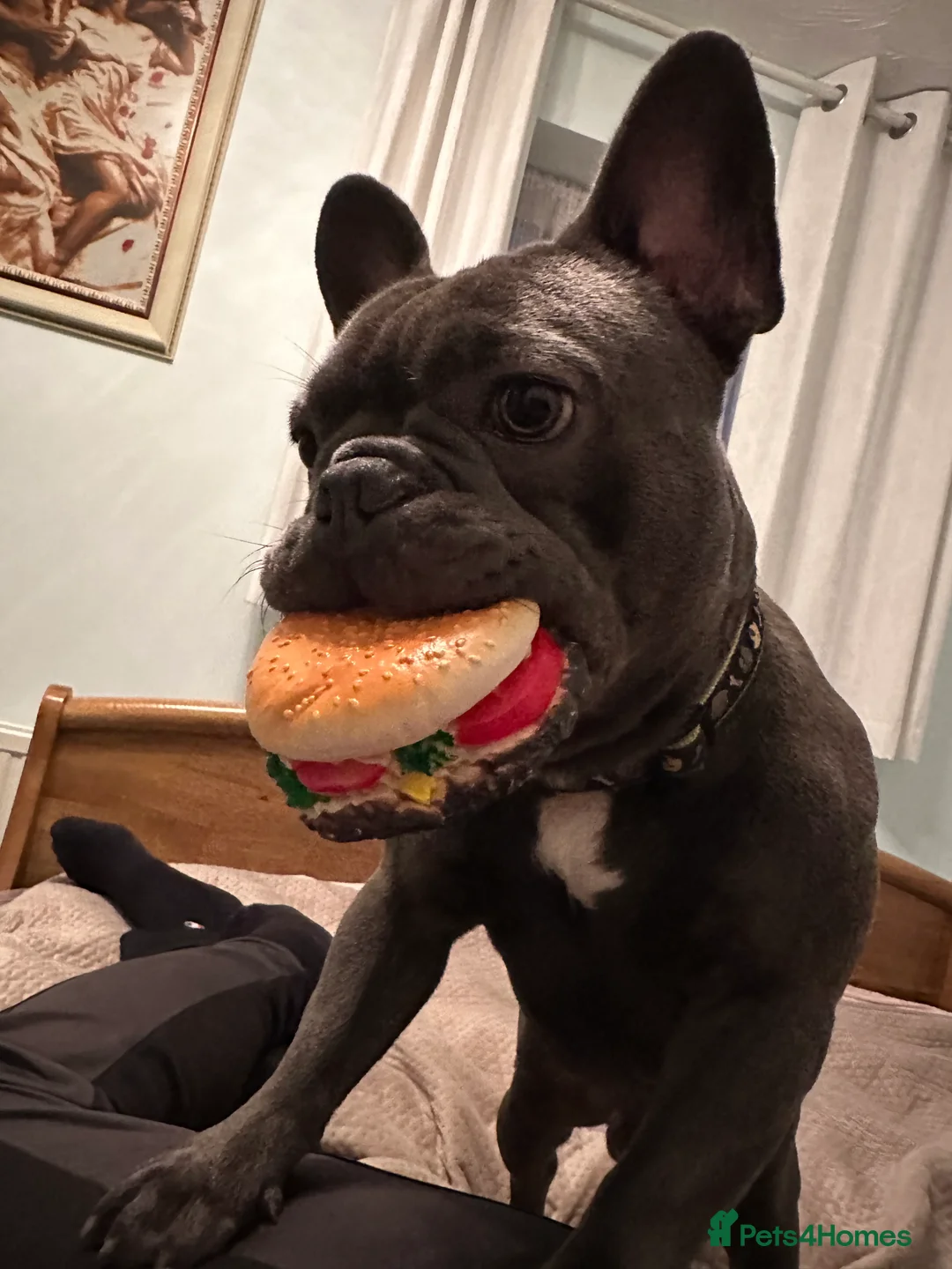 French Bulldog dogs for stud: Blue&Tan French Bulldog ready for stud £500 in Northampton - Advert 3