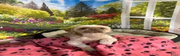 Shih Tzu dogs for sale: Imperial Shih Tzu ready to go today - Advert 4
