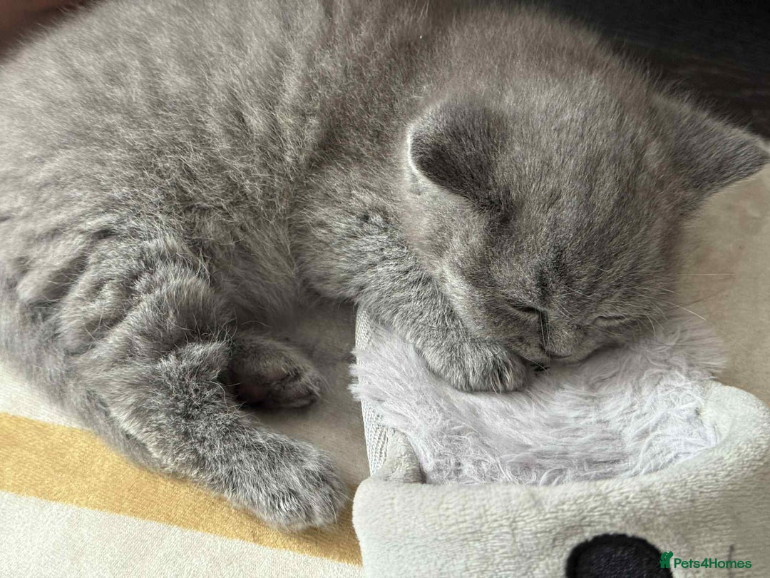 British Shorthair cats for sale: Adorable British Shorthair Kitten - Image 3