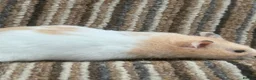 Hamster rodents for sale: Stunning Baby Syrian Hamsters - Advert 4