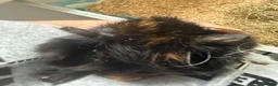 Guinea Pig rodents for sale: Guinea pigs for sale  in Chesterfield - Advert 3