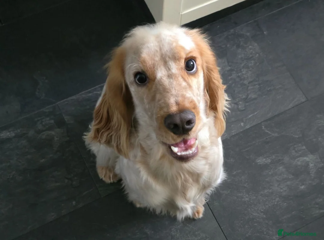 Cocker Spaniel dogs for stud: Cocker spaniel show for Stud - Advert 1
