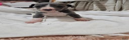 Whippet dogs for sale: KENNEL CLUB WHIPPETS  - Advert 15