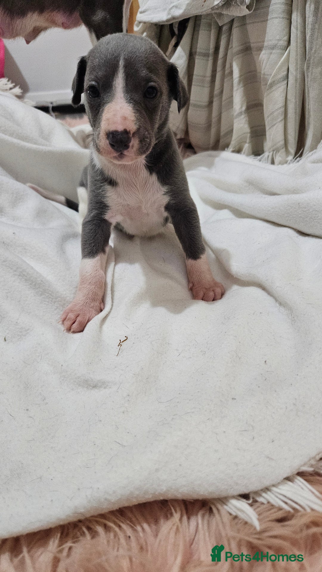 Whippet dogs for sale: KENNEL CLUB WHIPPETS  - Advert 15