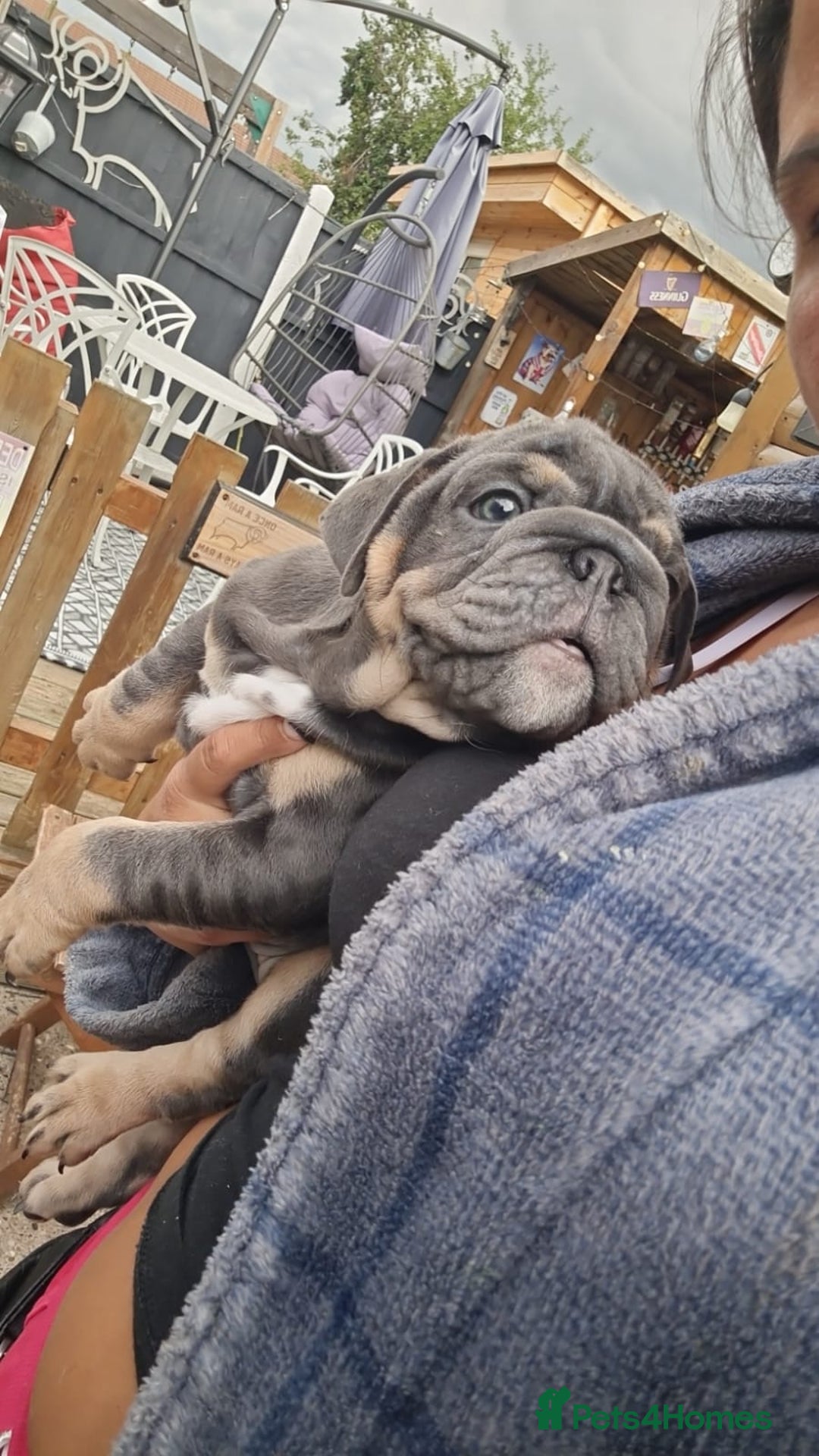 English Bulldog dogs for sale: KC REGISTERED ENGLISH BULLDOGS  - Image 3
