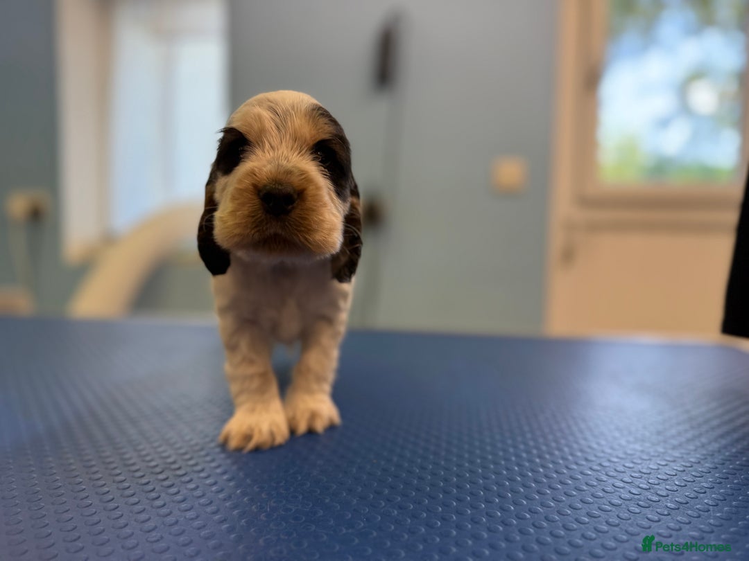 Cocker Spaniel dogs for sale: Beautiful kc registered show cocker spaniels - Image 13