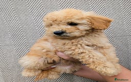 Labradoodle dogs for sale: READY NOW-HEALTH TESTED F1B Miniature Labradoodle - Image 10