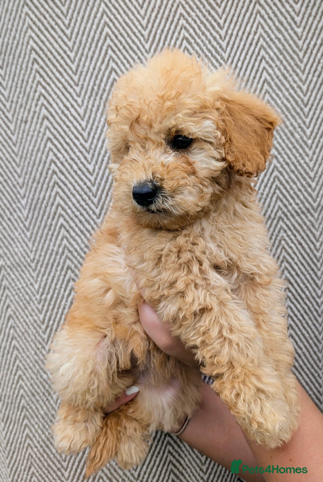 Labradoodle dogs for sale: READY NOW-HEALTH TESTED F1B Miniature Labradoodle - Image 10