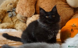 Maine Coon cats for stud: Proven GCCF & TICA Black Smoke stud in Bolton - Image 14