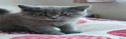 British Shorthair cats for sale: Blue British Shorthair Kittens – 1 Male & 1 Female - Advert 7