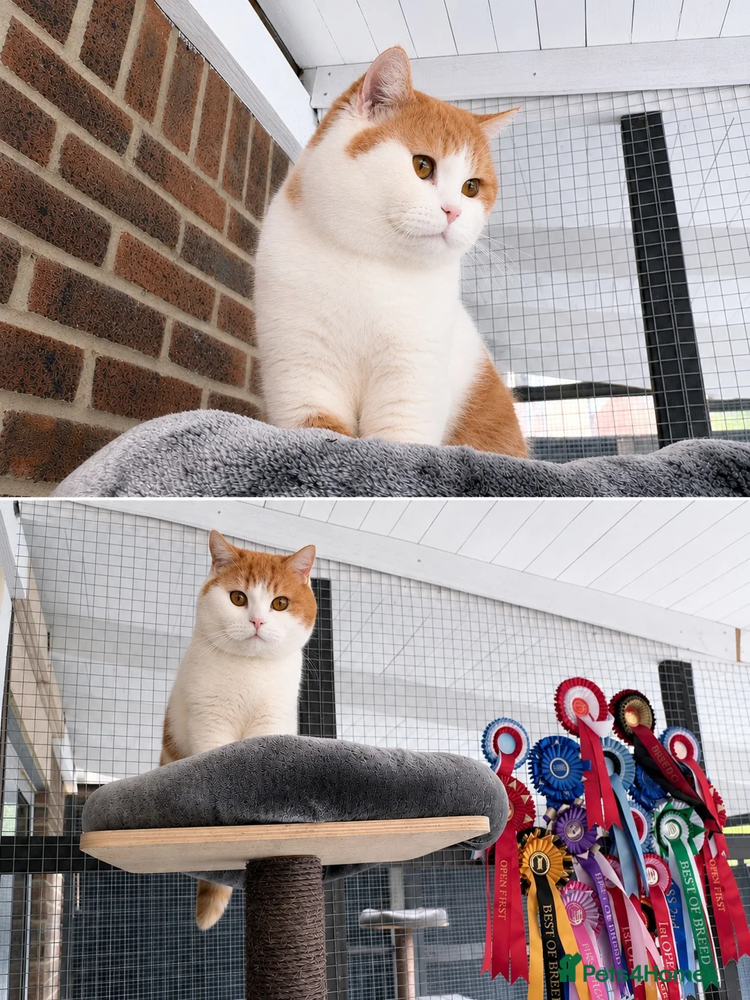 British Shorthair cats for sale: Kitten ready to leave 22nd October  - Advert 2