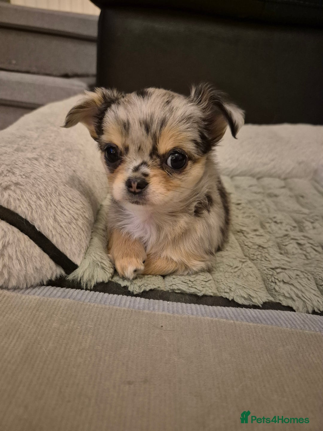 Chihuahua dogs for sale: Chihuahua Females - Merle - Image 8