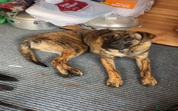 Mixed Breed dogs for sale: Presa canario x german shephard & german shephard - Image 2