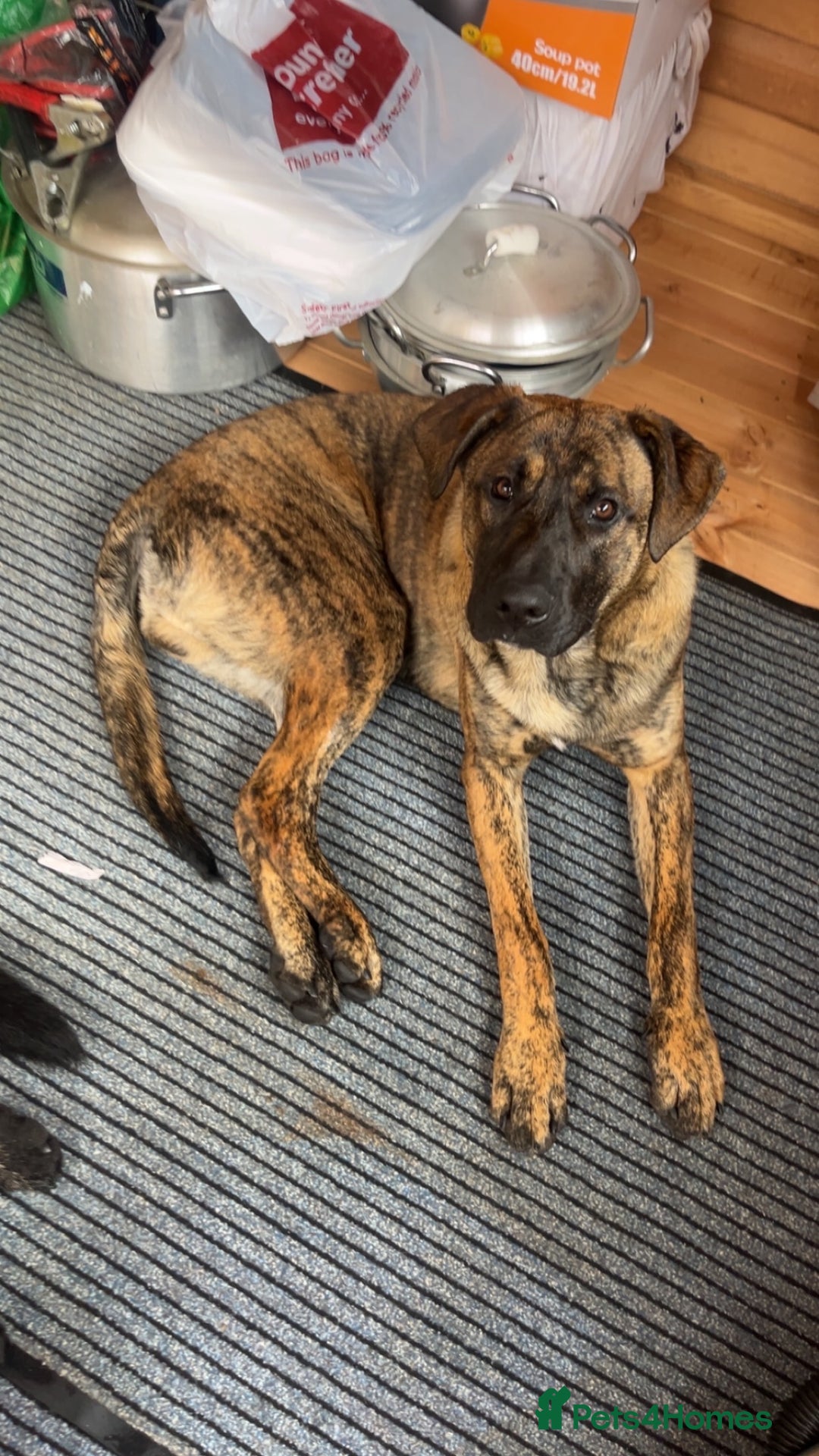 Mixed Breed dogs for sale: Presa canario x german shephard & german shephard - Image 2