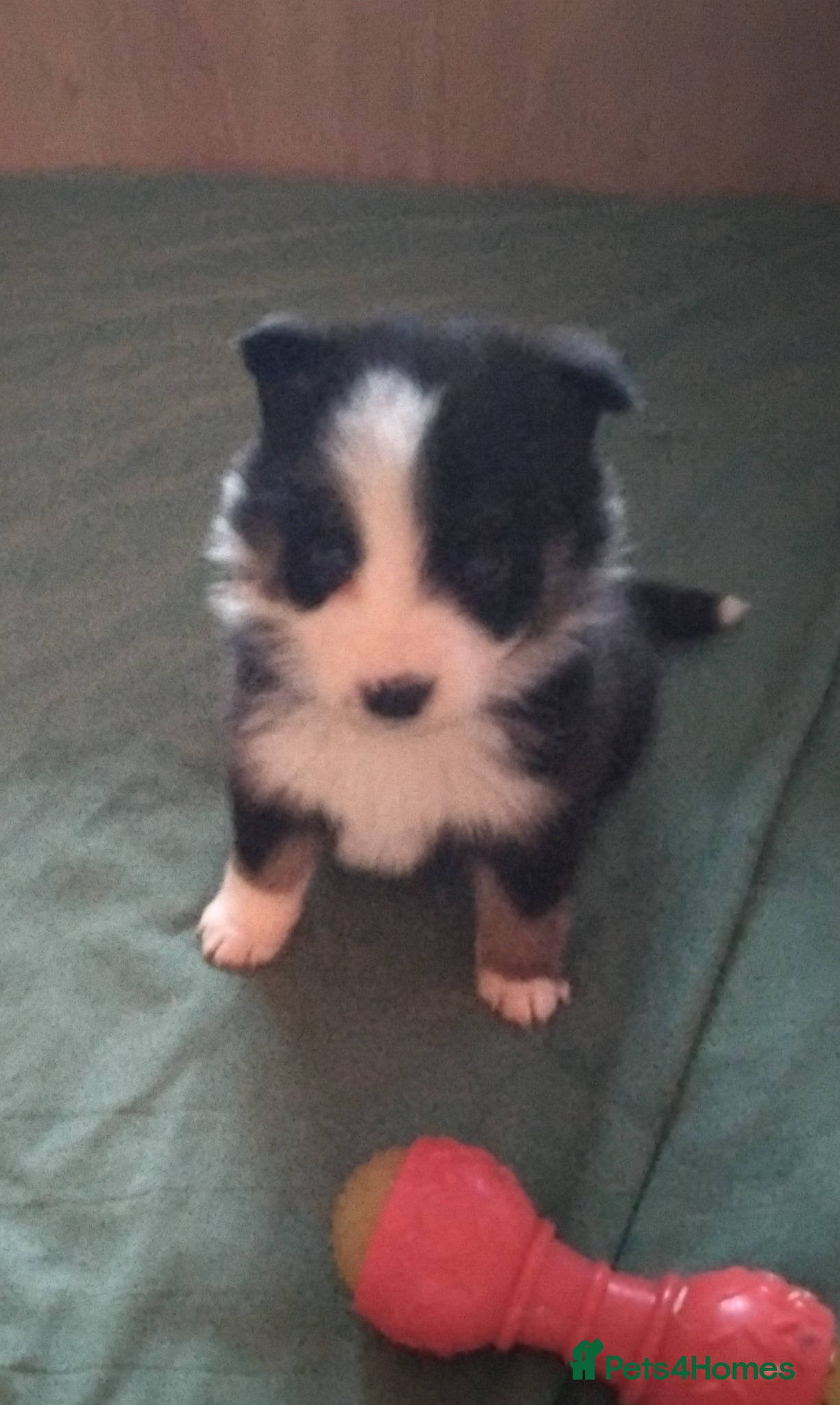 Border Collie dogs BORDER COLLIE PUPS - Advert 6