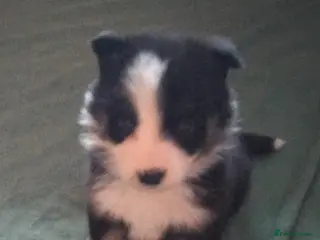 Border Collie dogs BORDER COLLIE PUPS - Advert 6