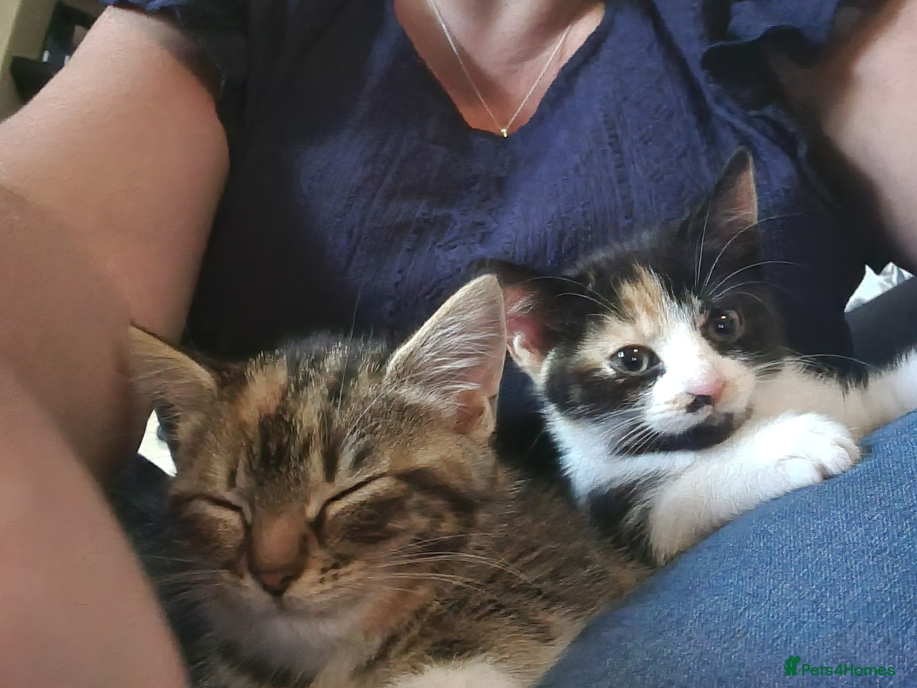 Mixed Breed cats Gorgeous kittens ready for loving homes - Advert 6
