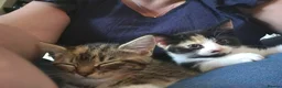 Mixed Breed cats for sale: Gorgeous kittens ready for loving homes - Advert 1