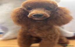 Miniature Poodle dogs for sale: Beautiful deep red  - Image 4