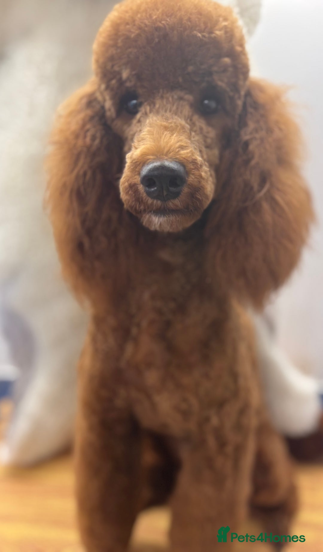 Miniature Poodle dogs for sale: Beautiful deep red  - Image 4