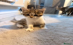 Mixed Breed cats for sale: mixed savvanh with domestic cat - Image 5