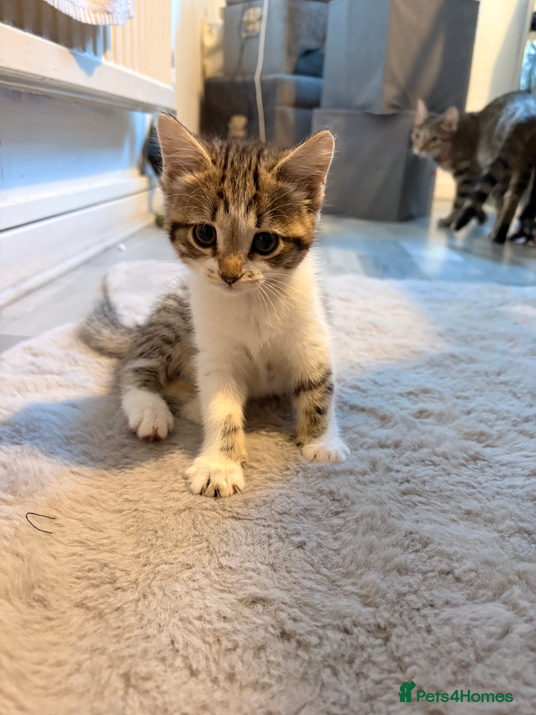 Mixed Breed cats for sale: mixed savvanh with domestic cat - Image 5