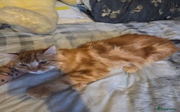 Mixed Breed cats for sale: Beautiful long haired ginger male - Image 3