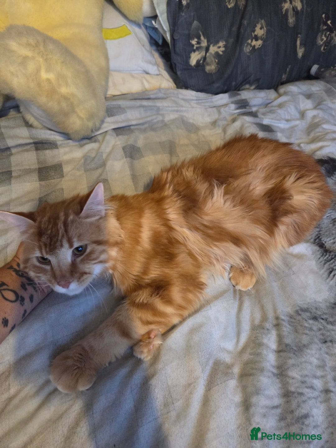 Mixed Breed cats for sale: Beautiful long haired ginger male - Image 3
