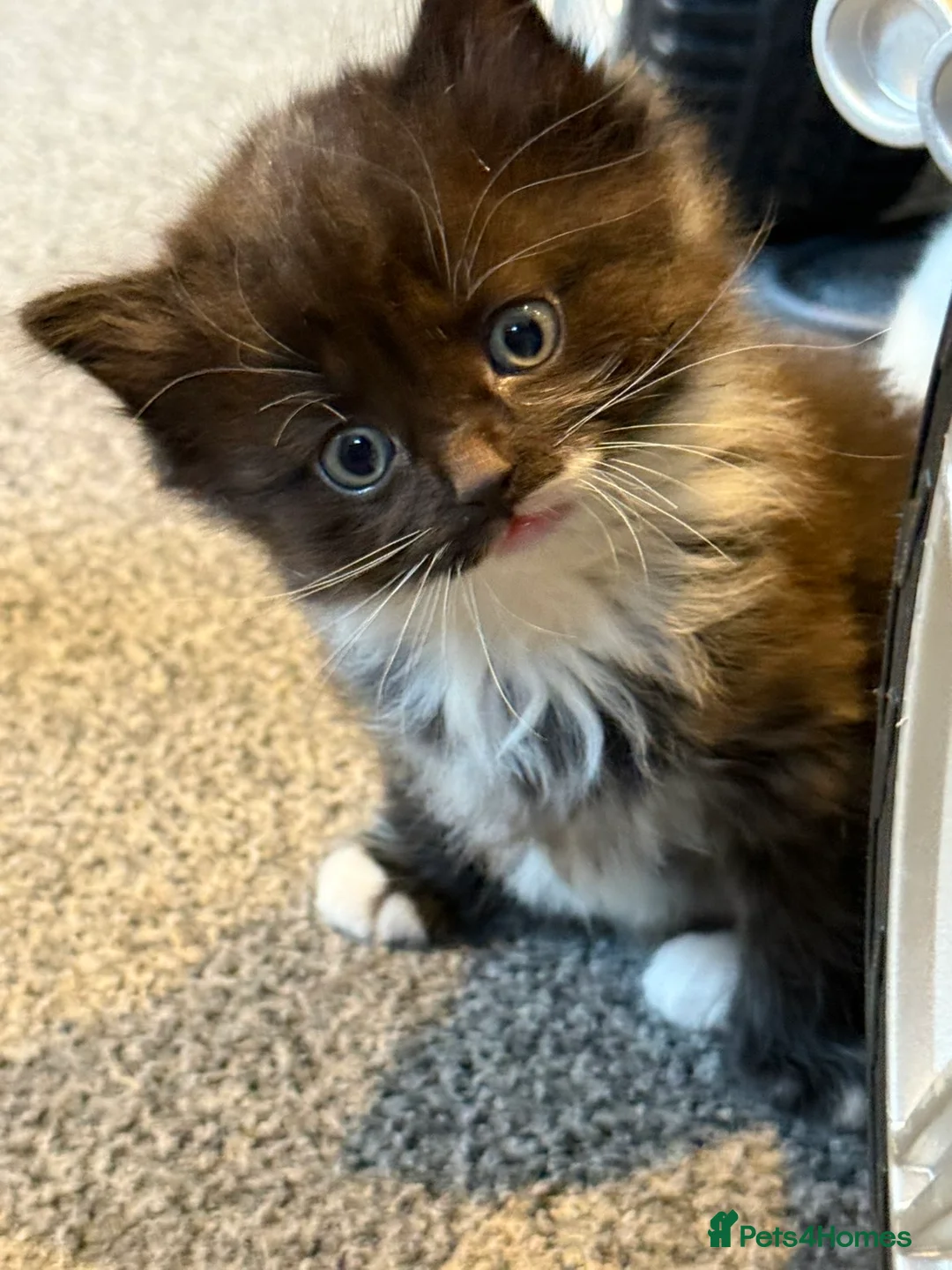 Mixed Breed cats for sale: Beautiful kittens - Advert 2