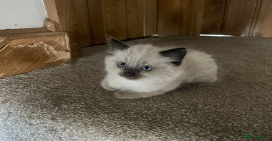 Ragdoll cats - Advert 9