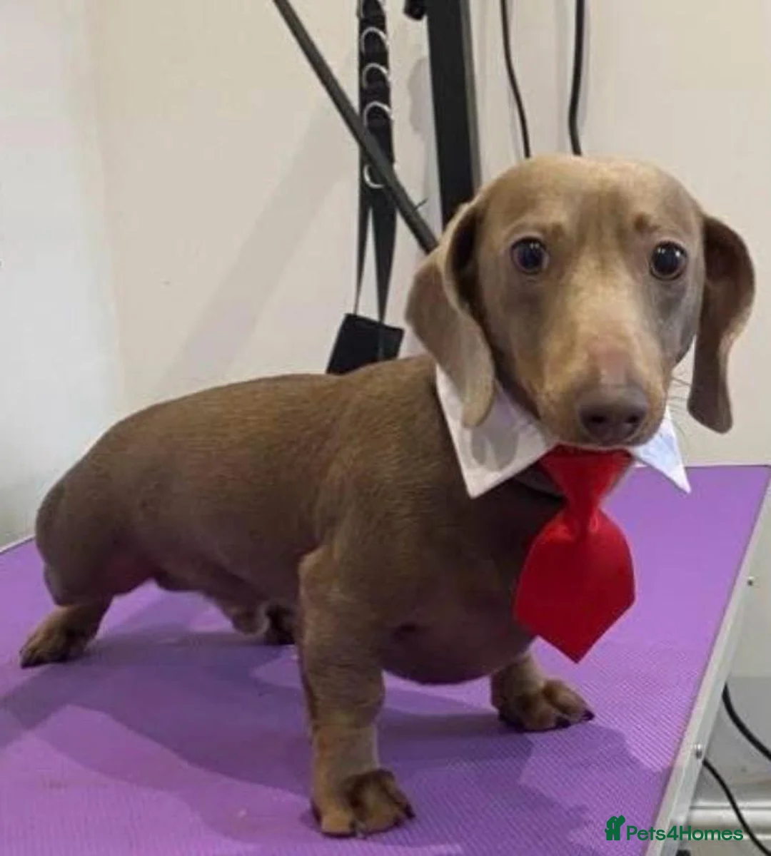 Dachshund dogs for stud: Isabella shorthaird dachshund PROVEN STUD - Advert 2