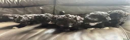 Yorkiepoo dogs for sale: Gorgeous YORKIEPOO puppys - Advert 9