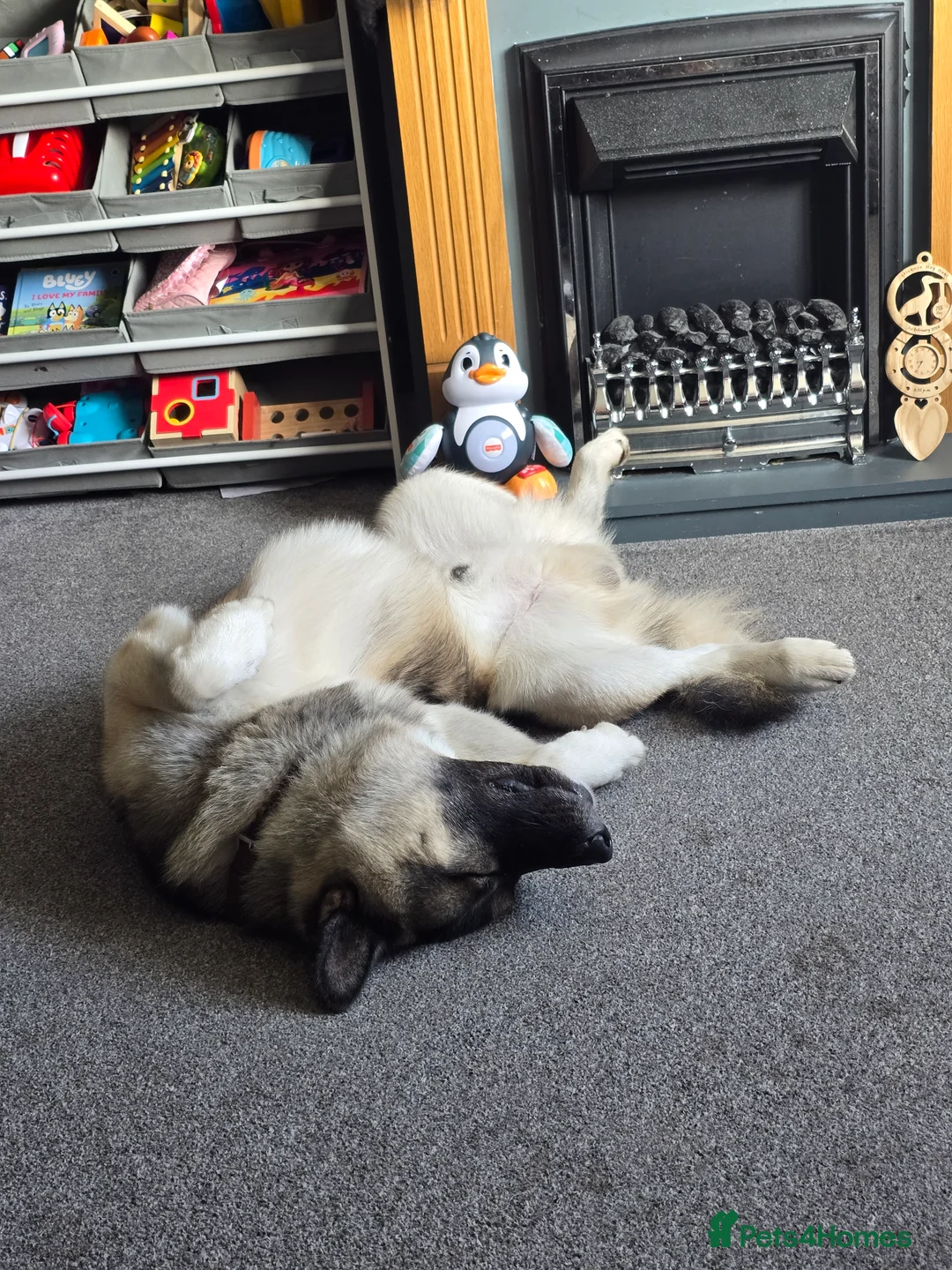 Mixed Breed dogs for sale: Pedro - Advert 15