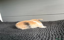 Mini Lop rabbits for sale: Little fluffy mini lops  - Image 2