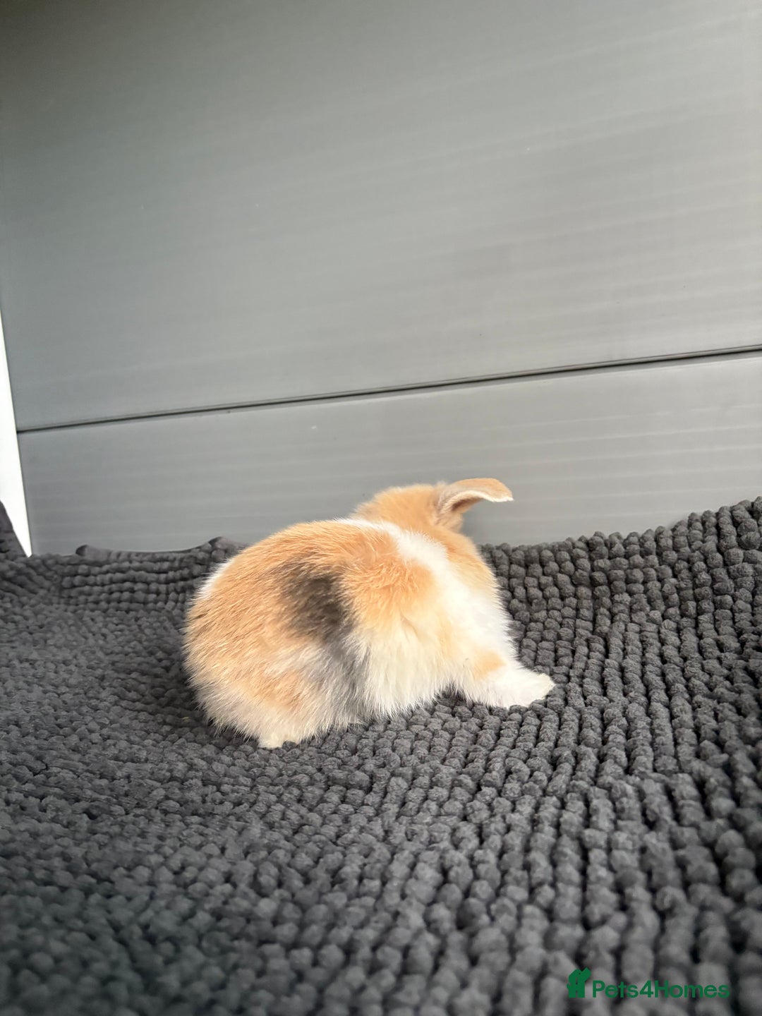 Mini Lop rabbits for sale: Little fluffy mini lops  - Image 2