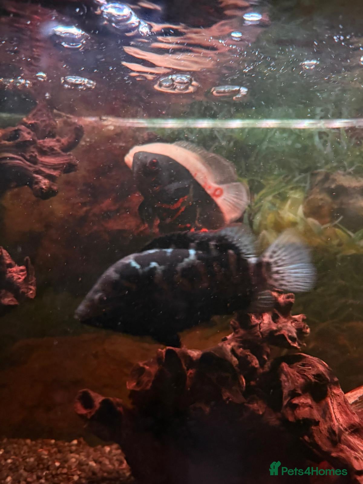 Cichlids fish 3 Oscars - Advert 13