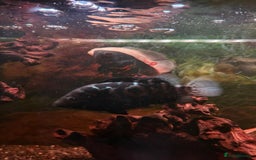 Cichlids fish for sale: 3 Oscars, 1 Cuban Cichlid - Image 1